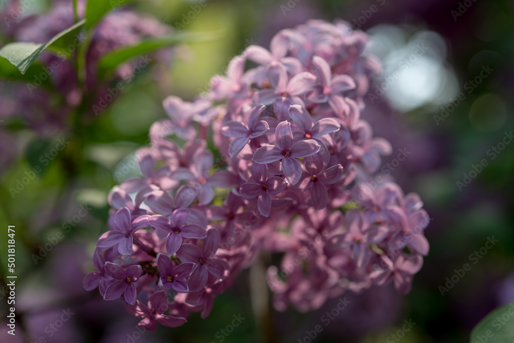 Syringa vulgaris or lilac blossoms in the park Syringa vulgaris or lilac blossoms in the park