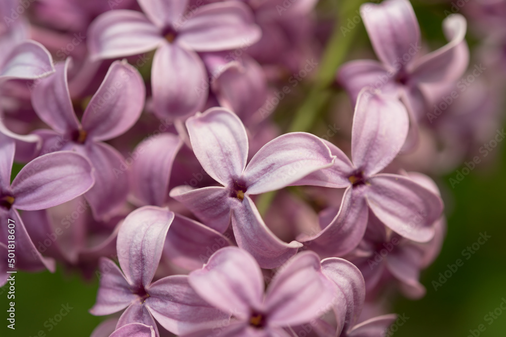 close up of a lilac flower close up of a lilac flower