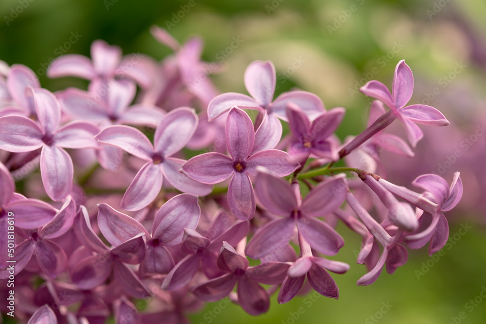 lilac flowers