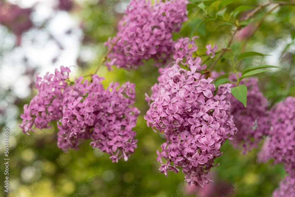 branches with lilac blossoms and leaves in the park branches with lilac blossoms and leaves in the park