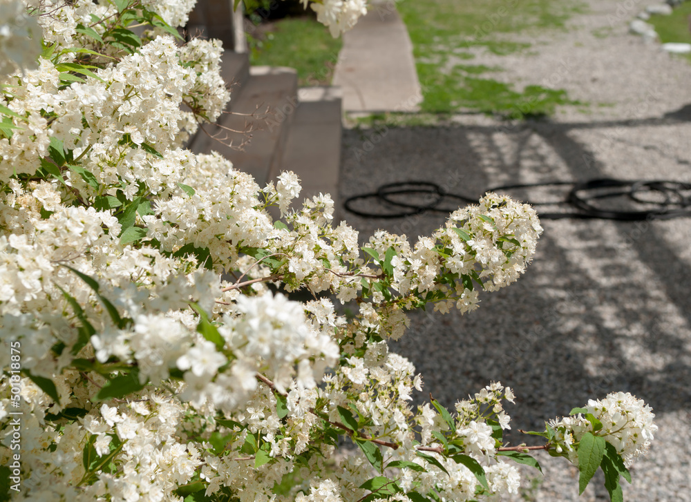 white flowers by the steps (with garden hose)