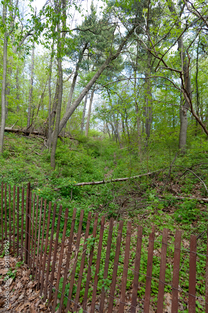 Obraz premium trees in the park - springtime