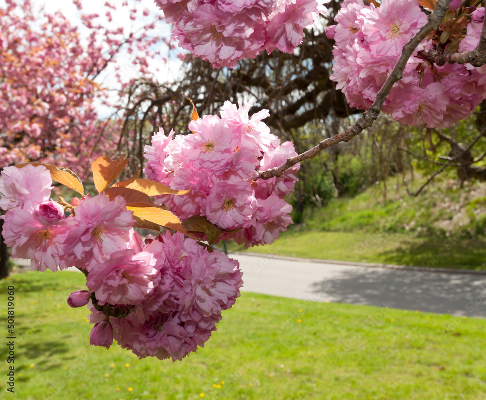 Fototapeta premium pink blossoms in spring