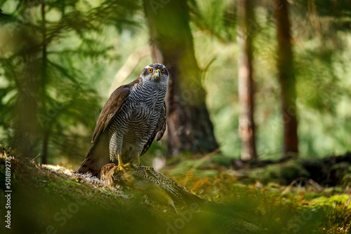 Hunter with caught prey. Northern goshawk, Accipiter gentilis, perched on mossy stone in green forest and feeds on killed pheasant. Wild bird of prey in summer nature. Wildlife from Europe. photo