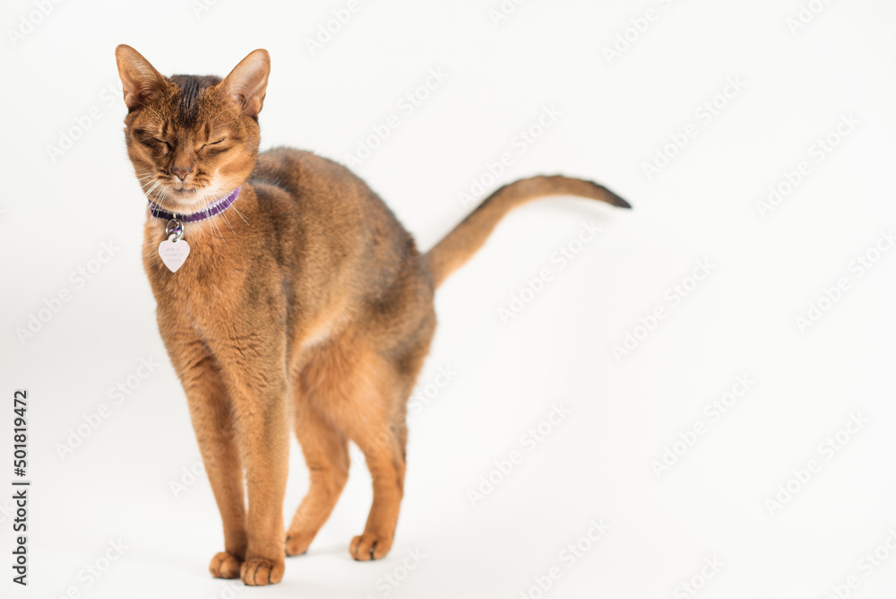 An Abyssinian Cat Stretches and Prepares to Yawn An Abyssinian Cat Stretches and Prepares to Yawn
