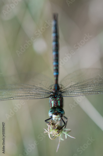 dragonfly on a branch