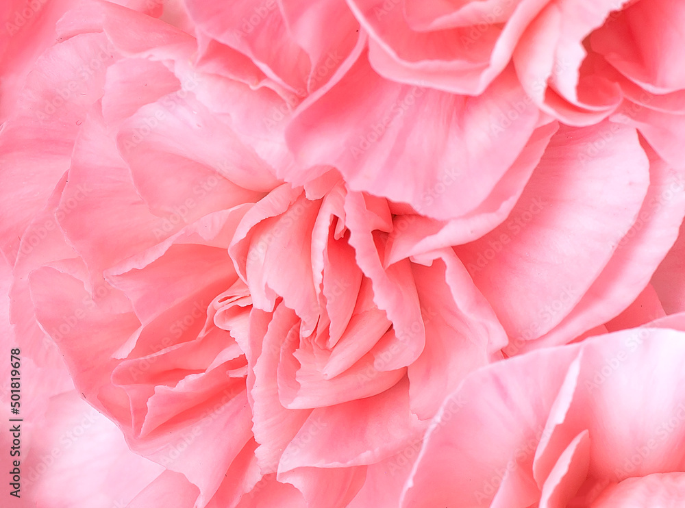 Pink carnation flower. Abstract natural background. Macro