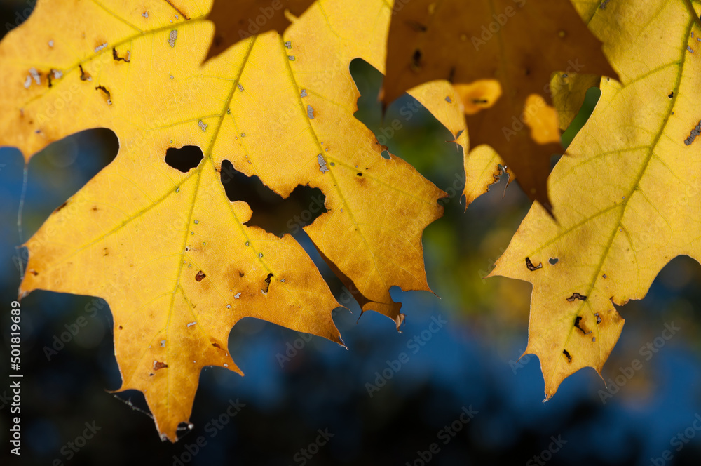 abstract background (oak leaves in autumn)