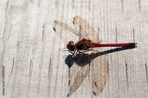 dragonfly - libellulidae (Sympetrum vicinum?) on a wooden plank in the sun photo