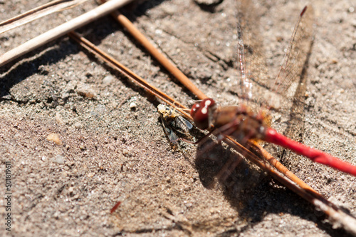dragonfly - libellulidae (Sympetrum vicinum?) with dead bug photo