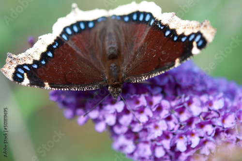 Nymphalis antiopa (mourning cloak or Camberwell beauty) on a purple flower - top view photo