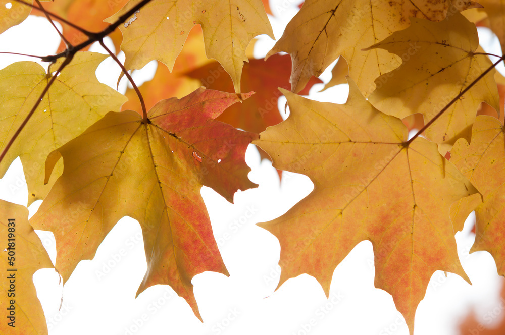 autumn maple leaves on a light background