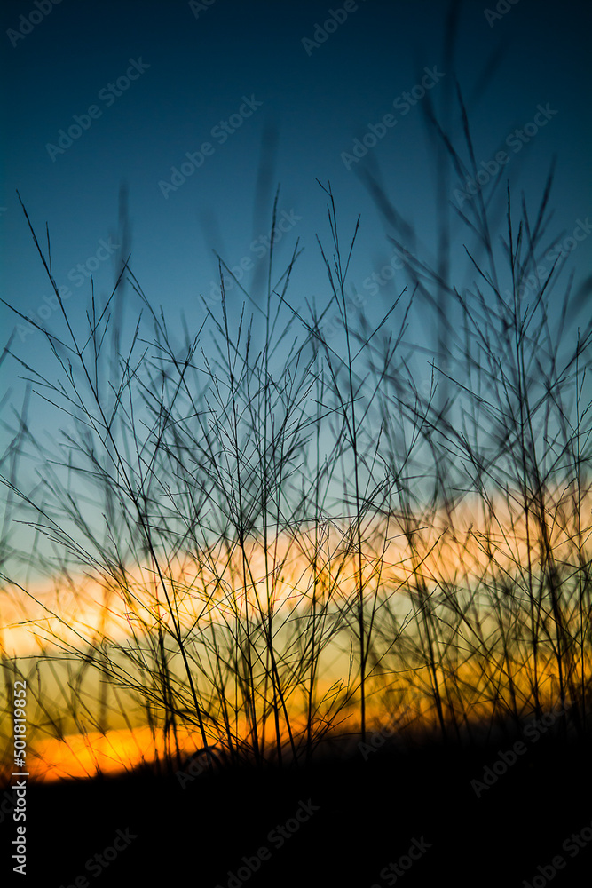 Fototapeta premium silhouette of small trees