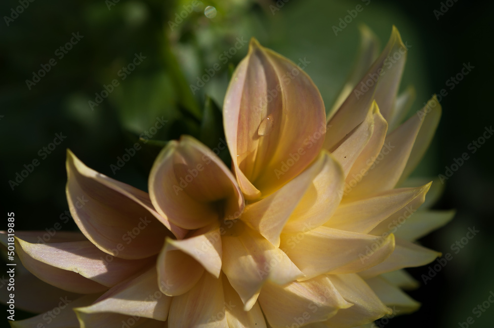 dahlia blossom with rain drop