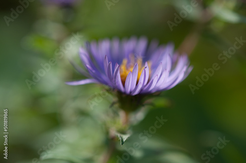 purple wildflower aster partly in the sun