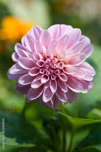 pink dahlia flower isolated on a bokeh background