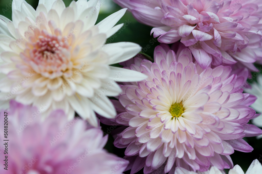various pink and white chrysanthemum flowers close up