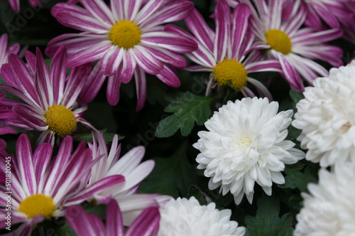 fancy but simple pink and white chrysanthemum flowers close up