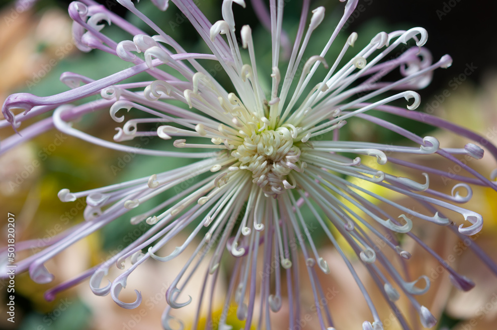 star like chrysanthemum blossom close up star like chrysanthemum blossom close up