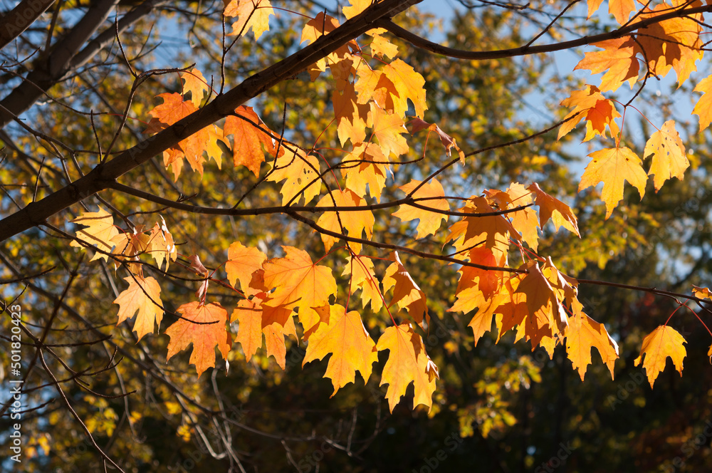 autumn maple leaves in the sun