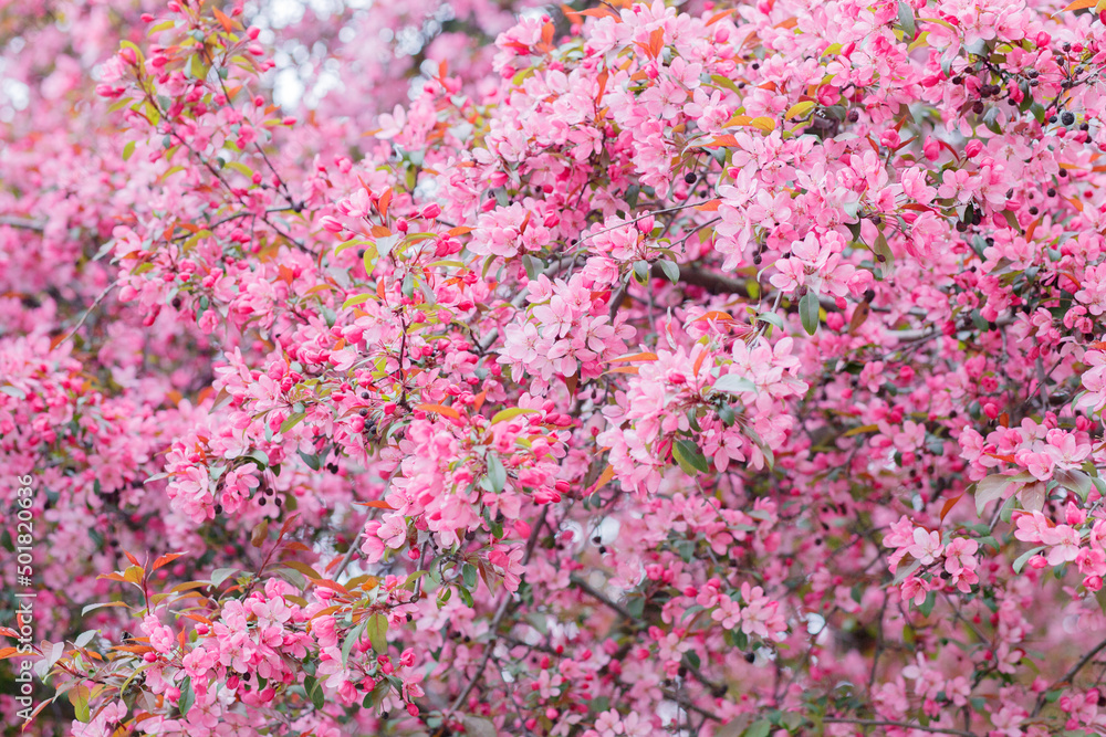 Sakura blossom close up. Spring flowering of fruit trees in the garden. Floral pink background.