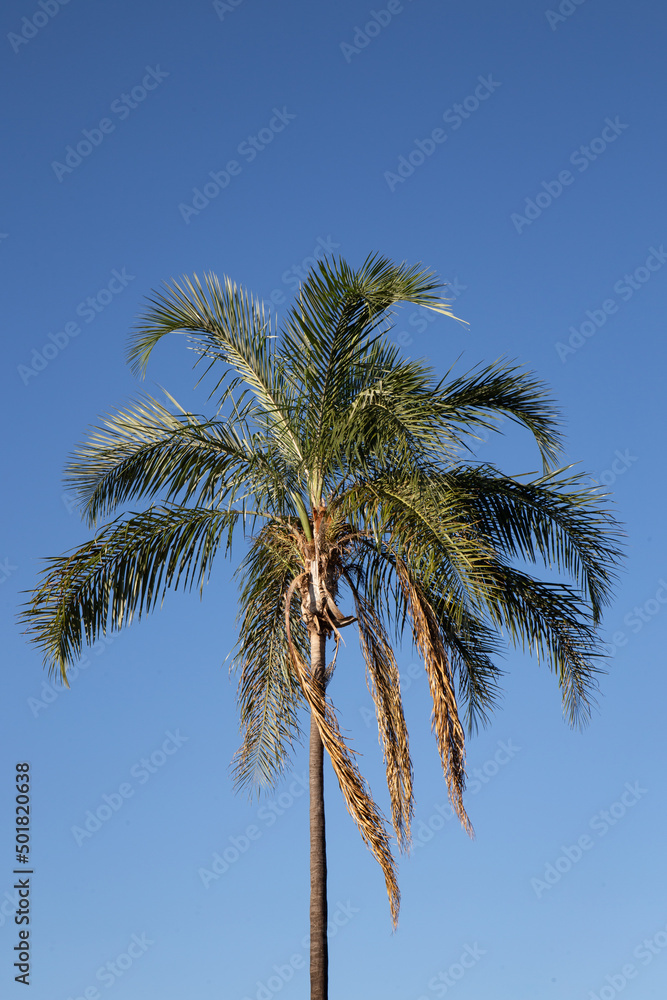 Isolated palm tree on a blue sky background Isolated palm tree on a blue sky background