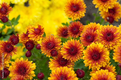 Chrysanthemum blossoms background