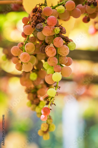 Grapes on the Vine in Northern California