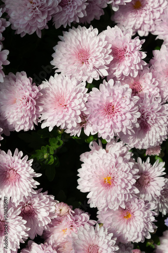 pink Chrysanthemum blossoms 