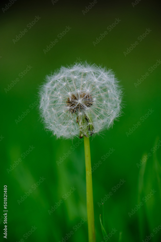 Fototapeta premium Dandelion in New Zealand paddock