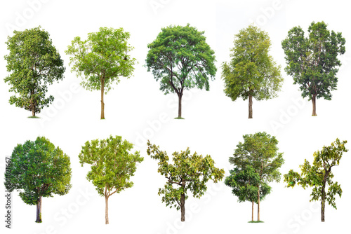 Isolated big tree on white background ,The collection of trees.Large trees database Botanical garden organization elements of Asian nature in Thailand, tropical trees isolated used for design,