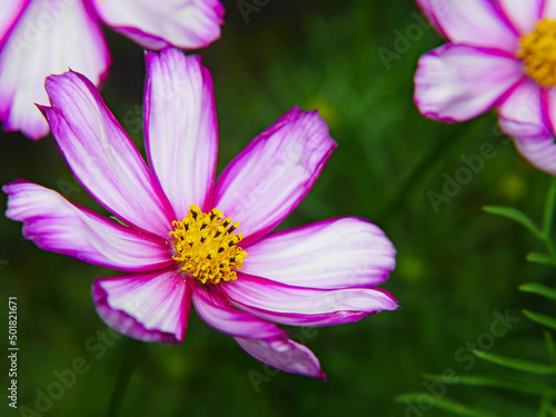 Close-up of the pink and white flower on a cosmos plant growing in a garden with a blurred background.