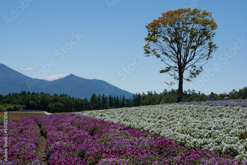 Wallpaper Mural 夏の花畑と十勝岳連峰
 Torontodigital.ca