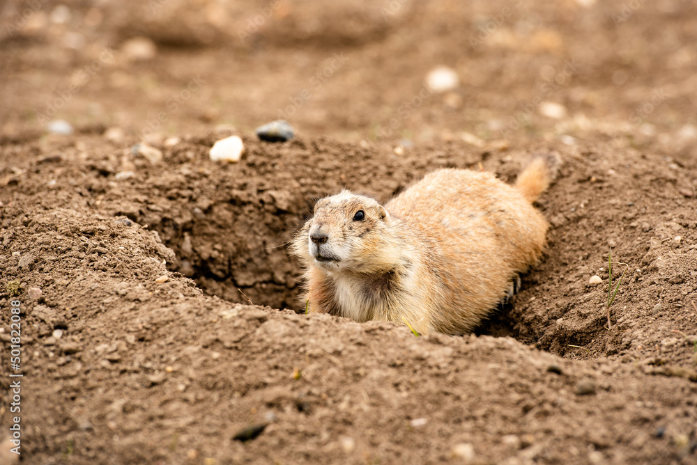 Close up Prairie Dog Town in Badlands National Park, South Dakota, small rodent on guard by burrow looking out for predators, alerting colony, grassland wildlife, wild animal Close up Prairie Dog Town in Badlands National Park, South Dakota, small rodent on guard by burrow looking out for predators, alerting colony, grassland wildlife, wild animal