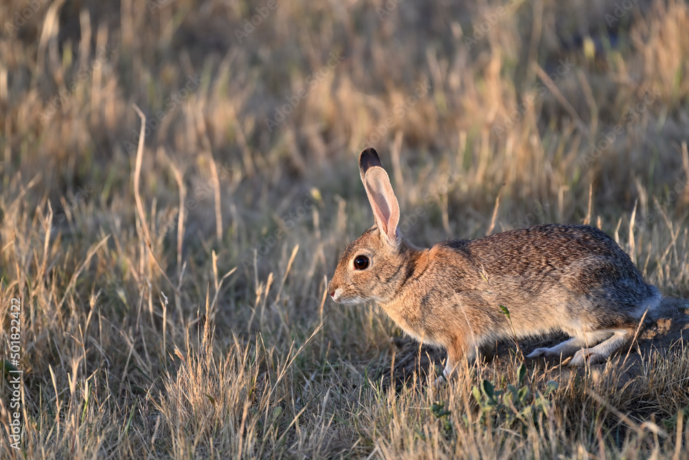 Fototapeta premium Little Hare in Playful Mood