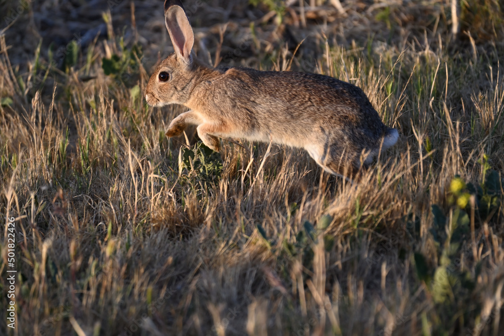 Fototapeta premium Little Hare in Playful Mood