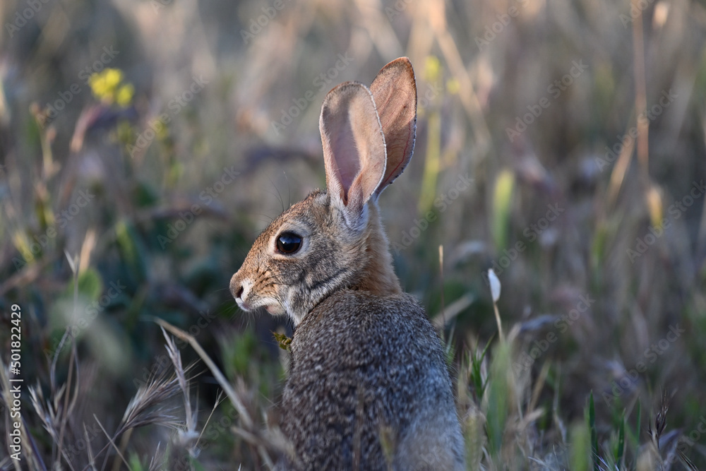 Fototapeta premium Little Hare in Playful Mood