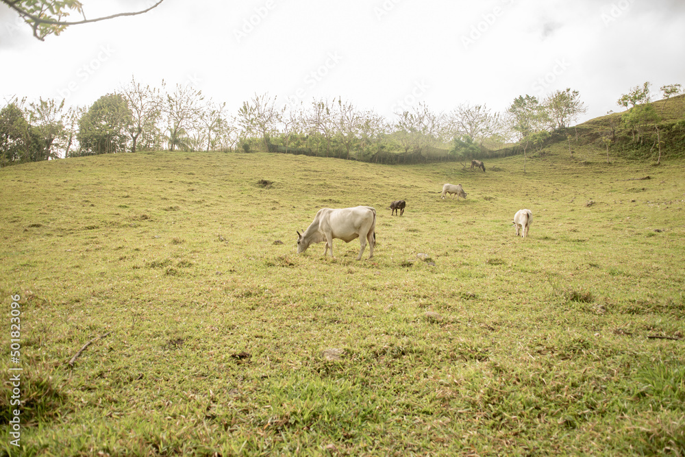 Fototapeta premium Toro, Vaca y Campo