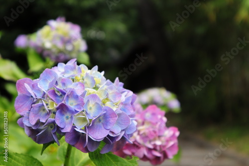 Canvastavla 日本　大阪の紫陽花