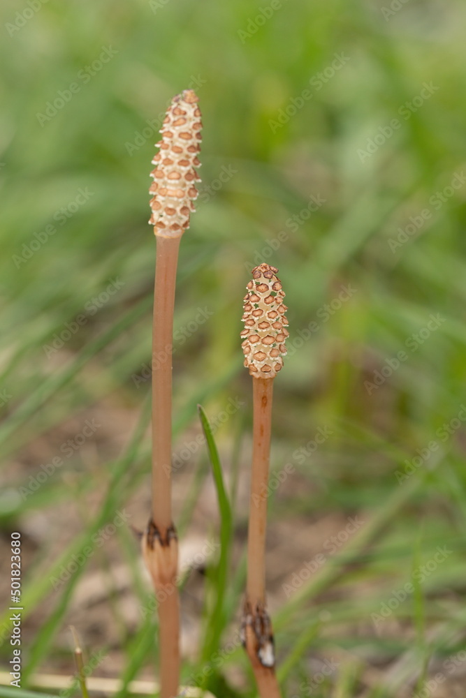 Two horsetails in the field at spring Two horsetails in the field at spring
