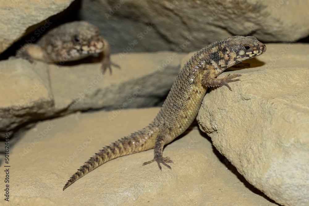 Fototapeta premium Hosmer's Skink basking on rock (Egernia hosmer)
