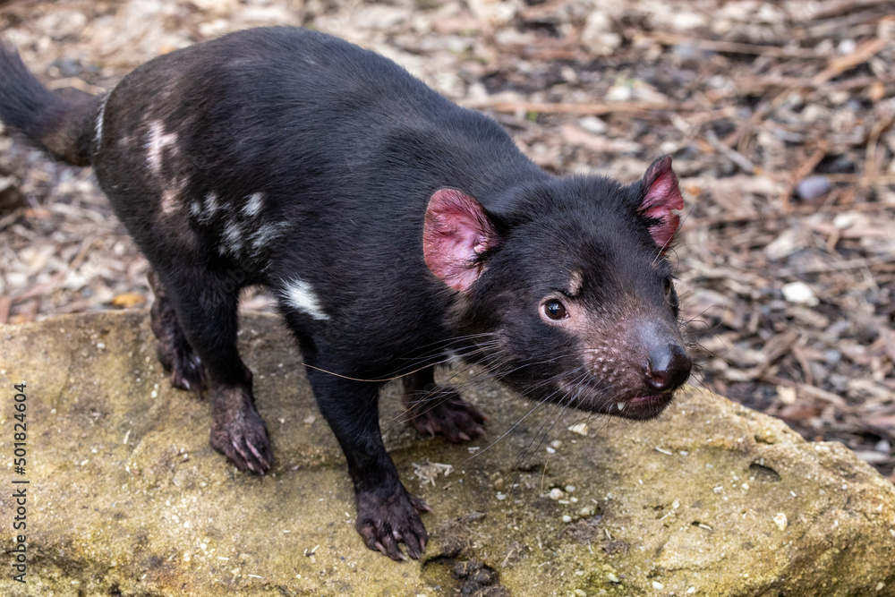 Tasmanian Devil photographed in an Australian Zoo (Sarcophilus harrisii) Tasmanian Devil photographed in an Australian Zoo (Sarcophilus harrisii)