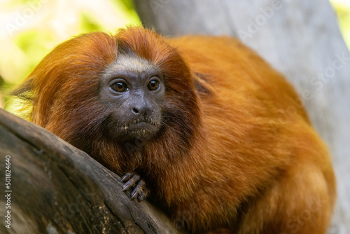 Golden Lion Tamarin Monkey in captivity (Leontopithecus rosalia) Fototapet
