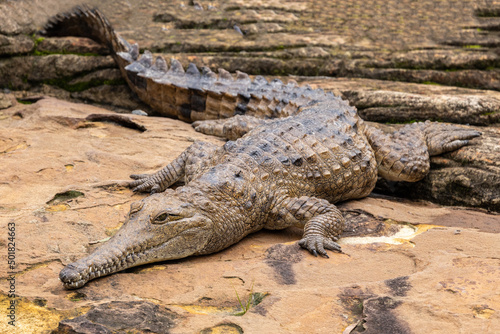 Australian Freshwater Crocodile 