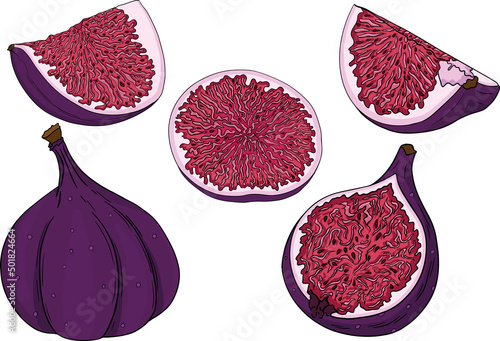 Vector set of colorful figs. Fruit product emblem for juice or jam label, packaging sticker, grocery shop tag, farm store. Fresh cartoon fig isolated on white background.