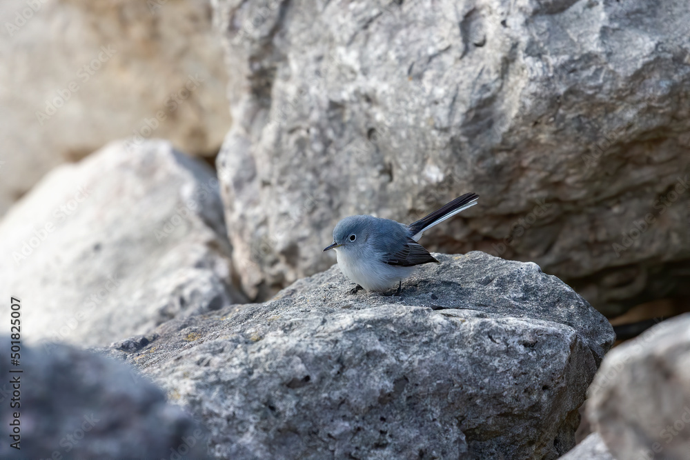 Gnatcatcher Stock Photos and Pictures - 764 Images