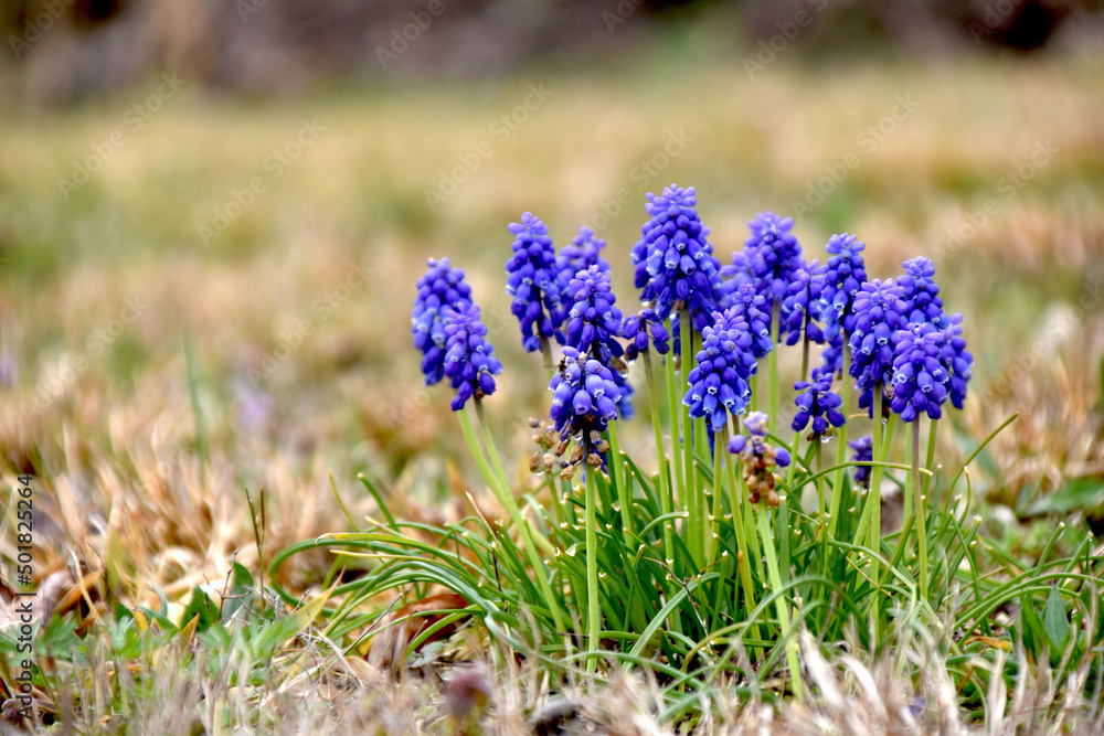 purple flowers macro in springtime purple flowers macro in springtime