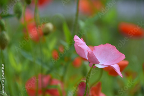 Fototapeta Naklejka Na Ścianę i Meble -  pink poppy flower among red poppies
