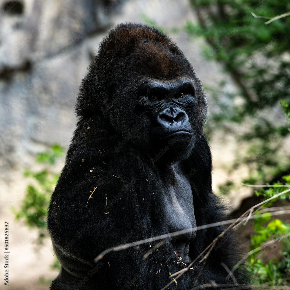 A gorilla waiting to feed 