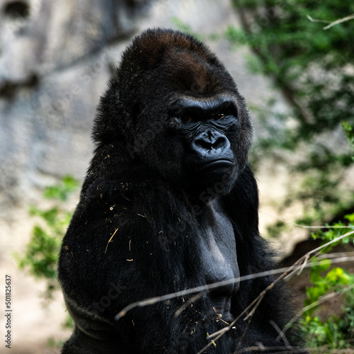 A gorilla waiting to feed  © Bruce
